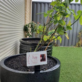 Piquet de jardin commémoratif personnalisé pour chien et chat, marqueur de perte de tombe pour animaux de compagnie, empreintes de pattes, plaque de jardin extérieure, cadeau pour animaux de compagnie Ma boutique